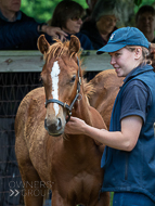 KS300622-26 - Cupboard Love's foal by Territories